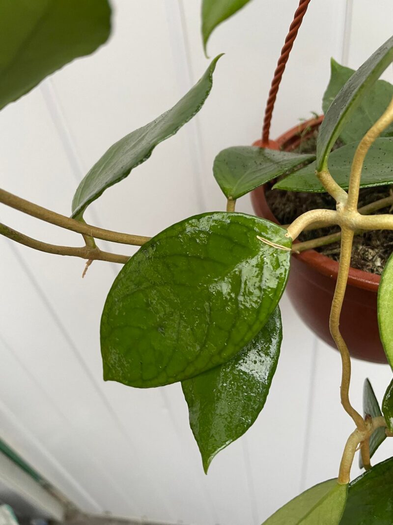 Hoya Kho Reses Sunda (Hoja)