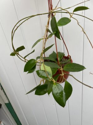 Hoya Kho Reses Sunda (Hoja)
