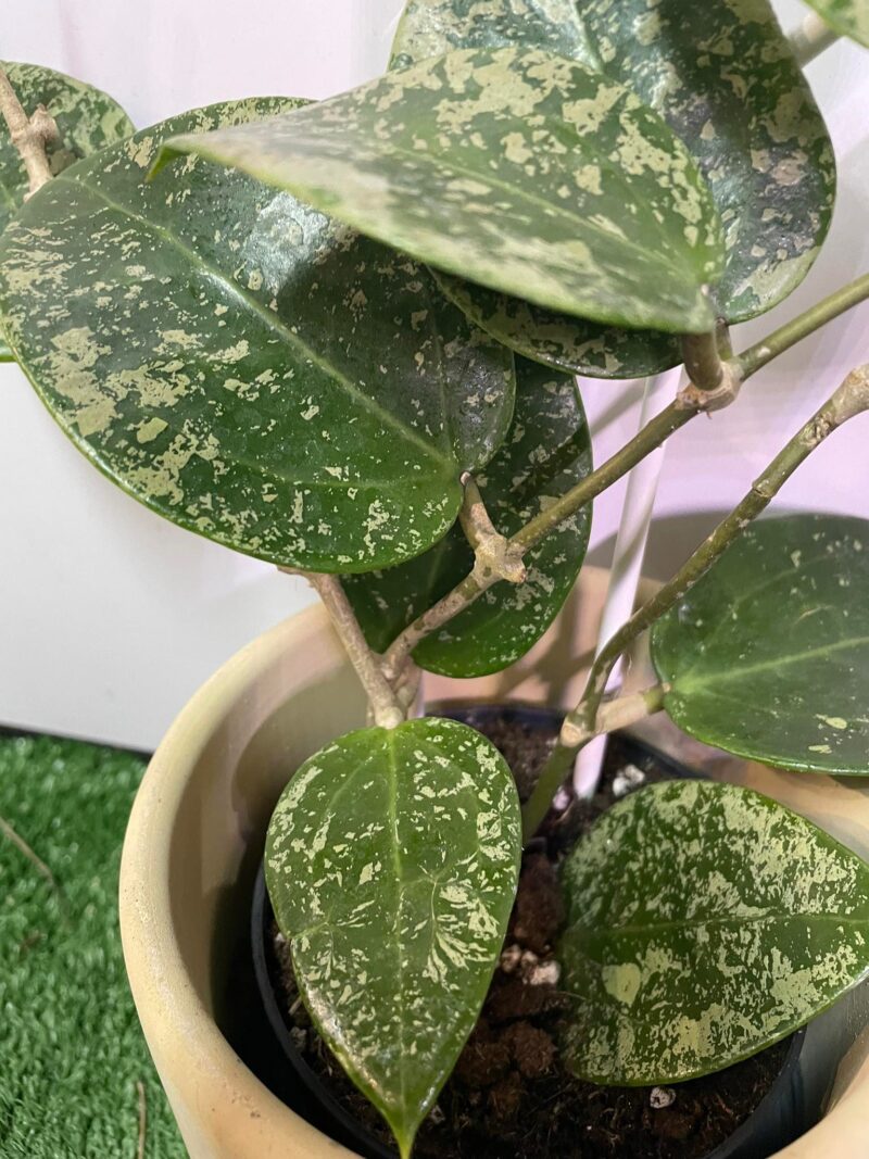 HOYA ACUTA heart leaves SPLASH