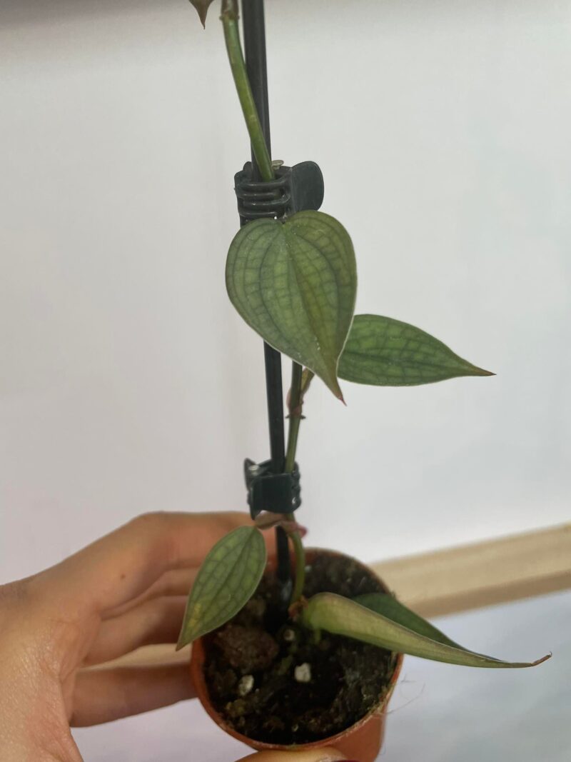 Philodendron Burle Marx Fantasy