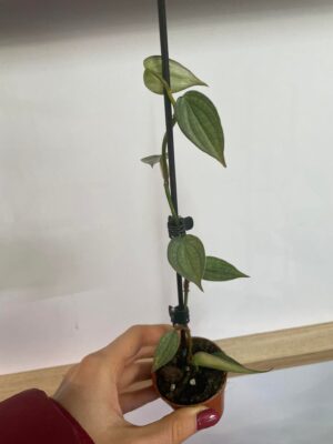 Philodendron Burle Marx Fantasy