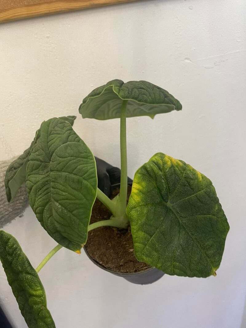 Alocasia Melo x Maharanii