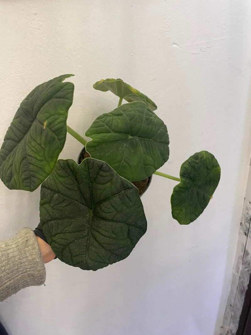 Alocasia Melo x Maharanii