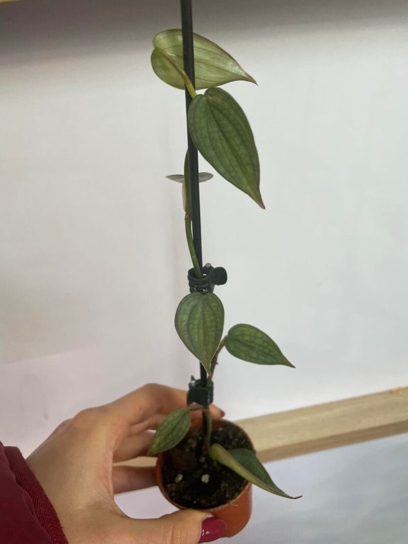 Philodendron Burle Marx Fantasy