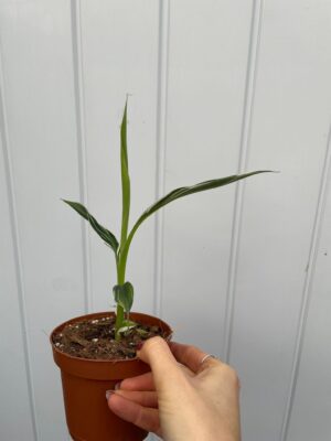 Bananowiec variegata Musa  Florida