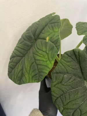 Alocasia Melo x Maharanii