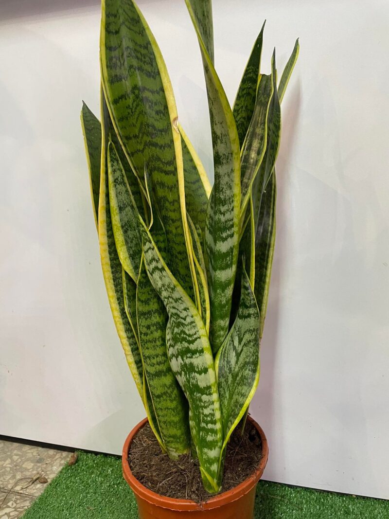 Sansewieria gwinejska Sansewieria gwinejska