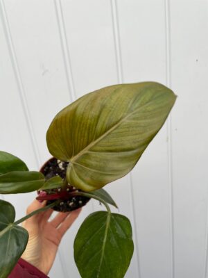 Philodendron Summer Glory