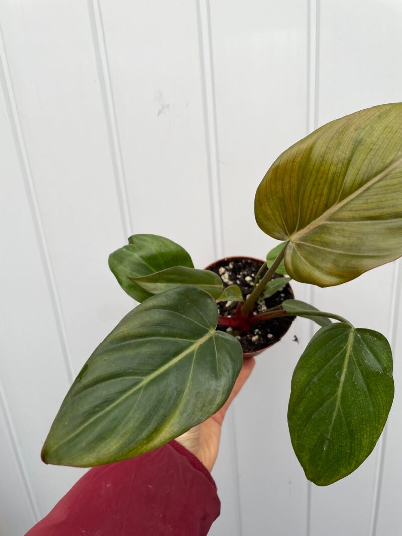 Philodendron Summer Glory