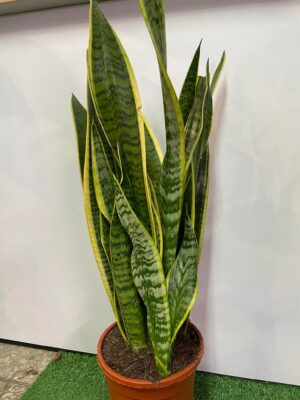 Sansewieria gwinejska