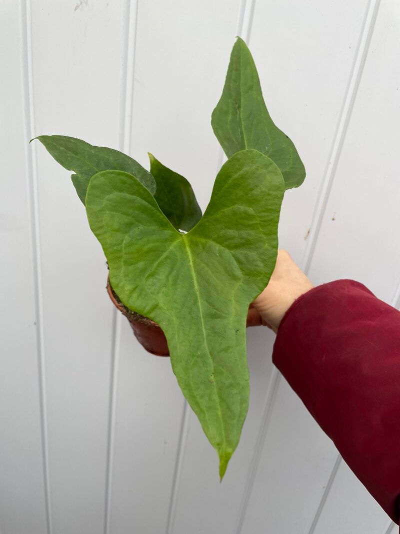 Anthurium pedatoradiatum