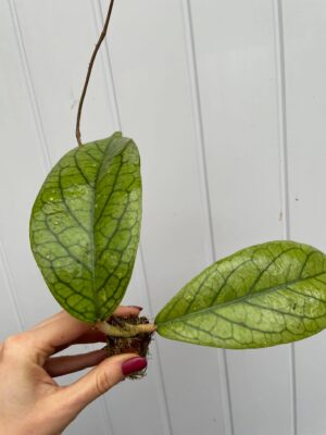 Hoya vitellinoides (hoja)