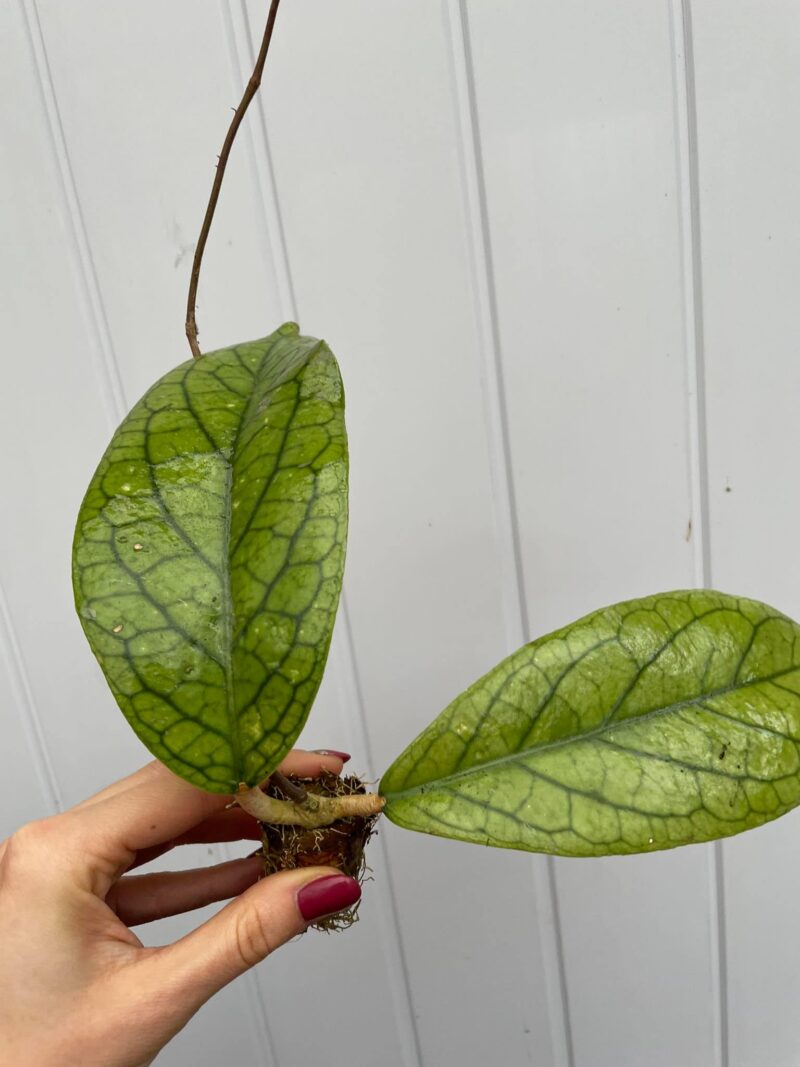 Hoya vitellinoides (hoja)