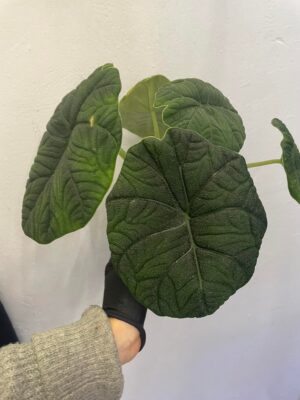 Alocasia Melo x Maharanii