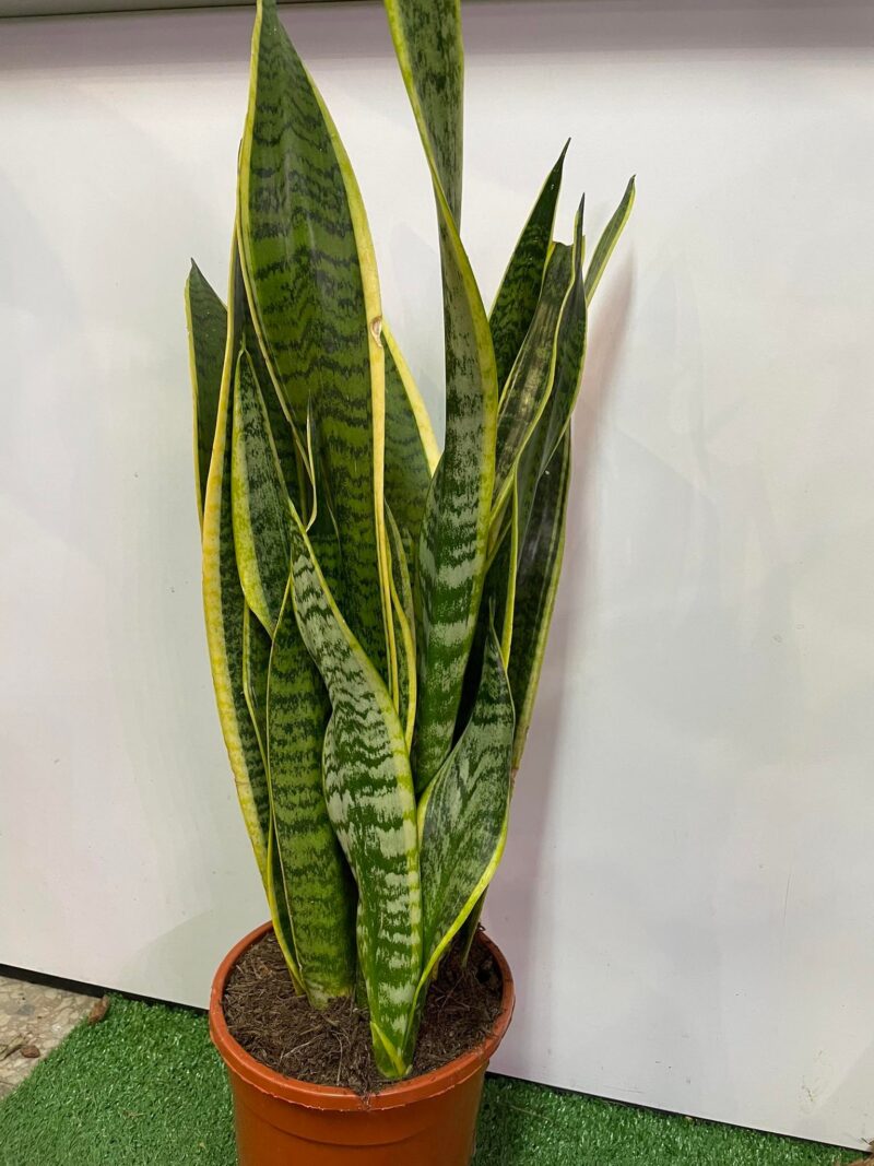 Sansewieria gwinejska