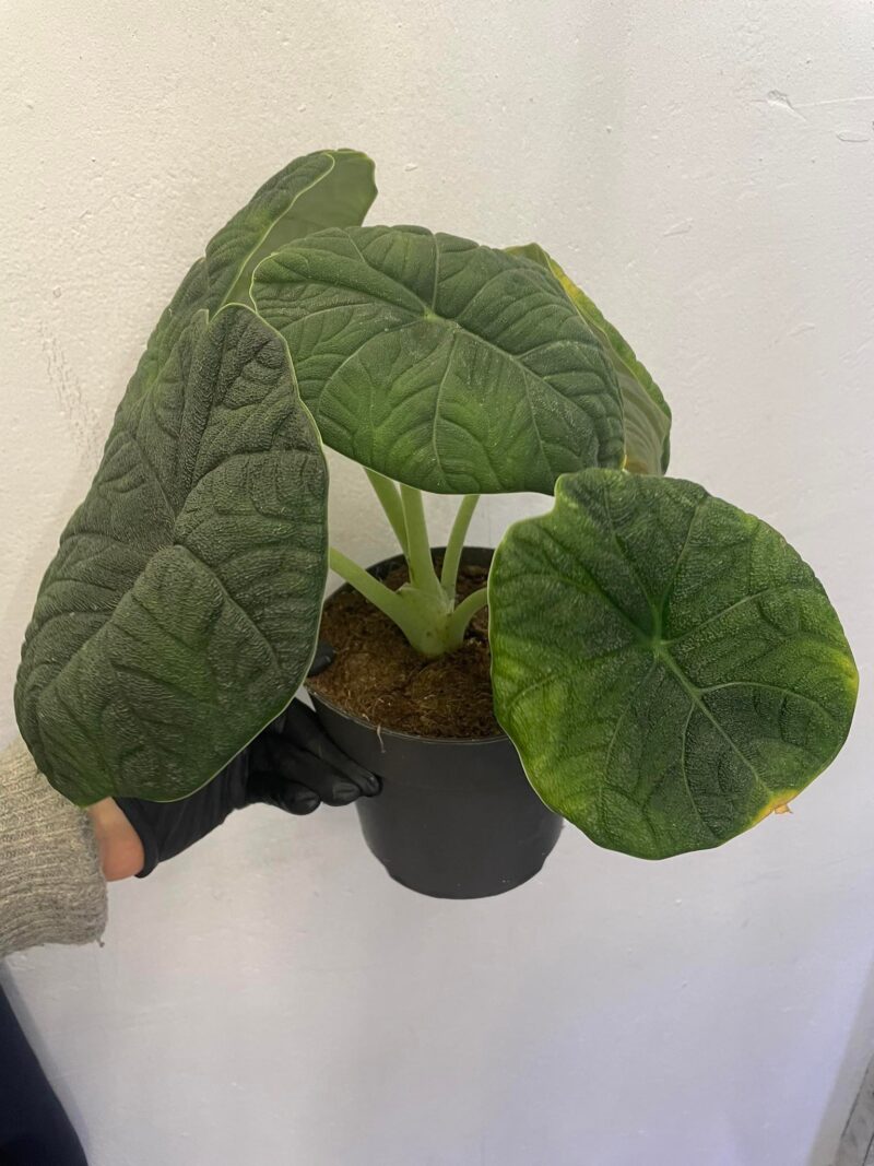 Alocasia Melo x Maharanii