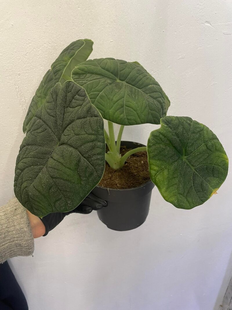 Alocasia Melo x Maharanii