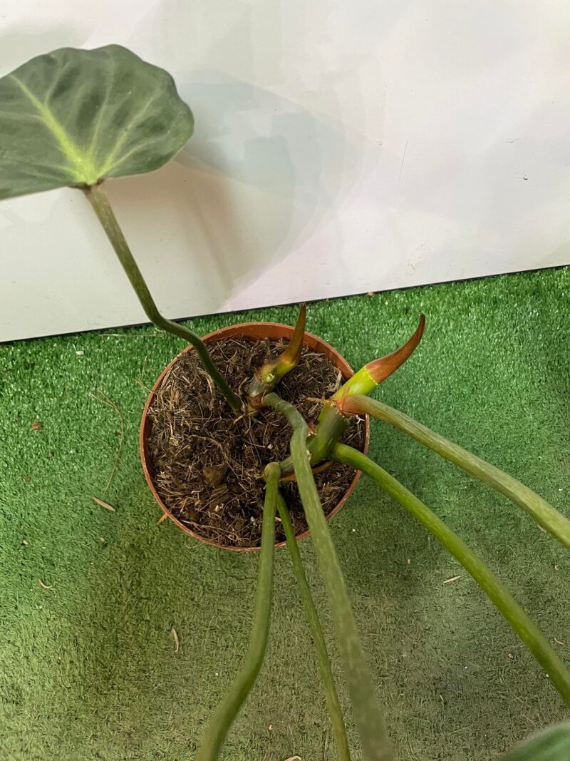 Philodendron Gloriosum