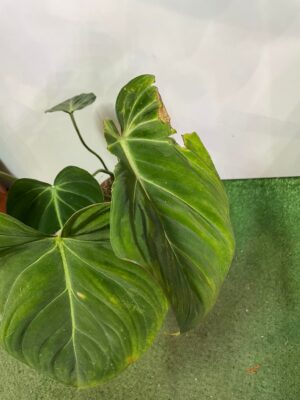 Philodendron Gloriosum