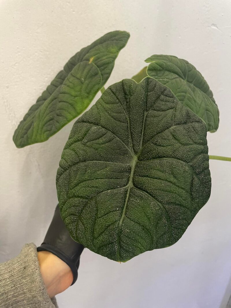Alocasia Melo x Maharanii