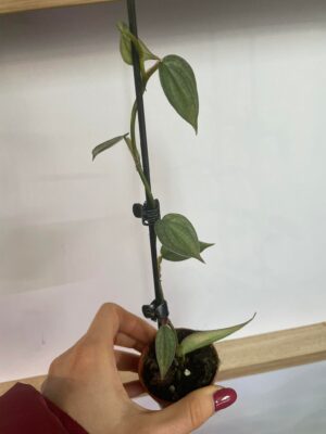 Philodendron Burle Marx Fantasy