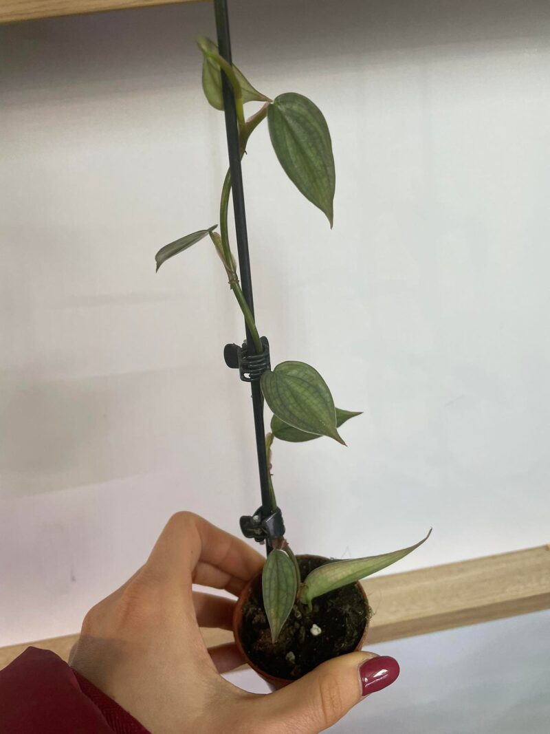 Philodendron Burle Marx Fantasy