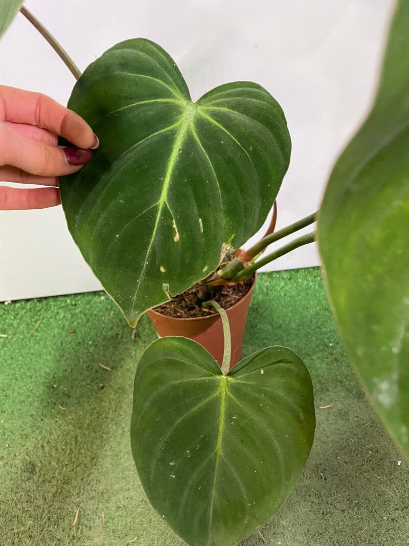 Philodendron Gloriosum