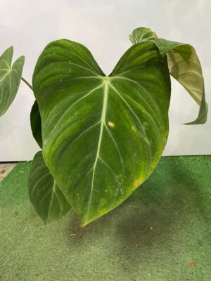 Philodendron Gloriosum