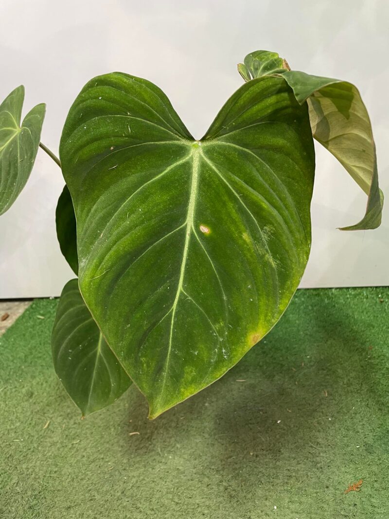 Philodendron Gloriosum