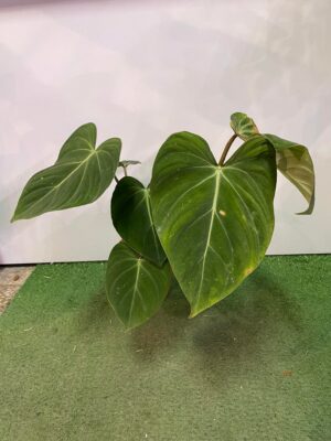 Philodendron Gloriosum
