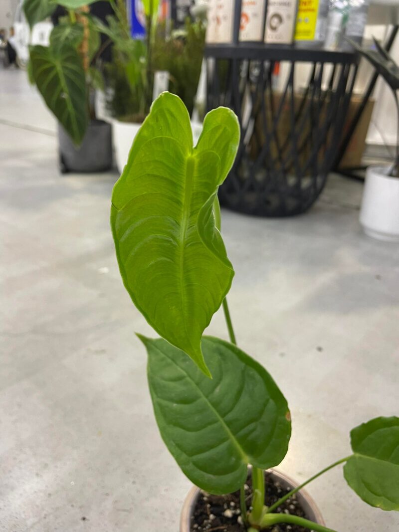 Anthurium Veitchii S