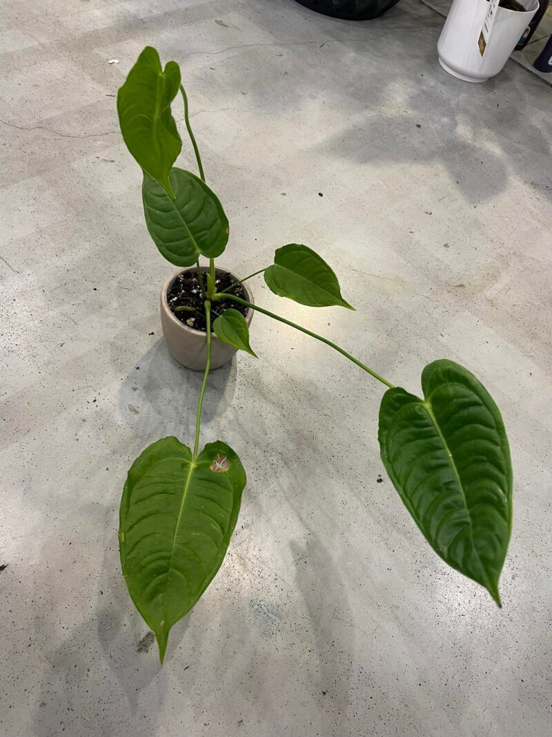 Anthurium Veitchii S