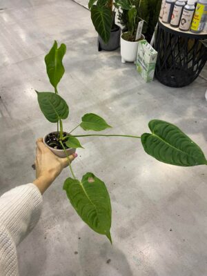 Anthurium Veitchii S