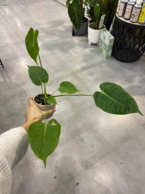 Anthurium Veitchii S