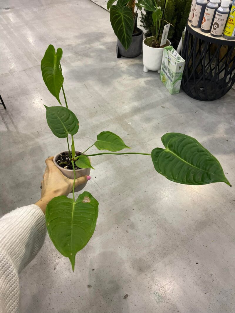 Anthurium Veitchii S