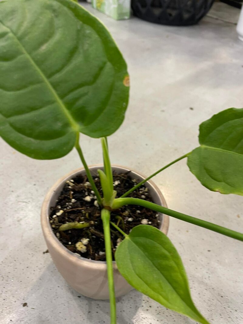 Anthurium Veitchii S