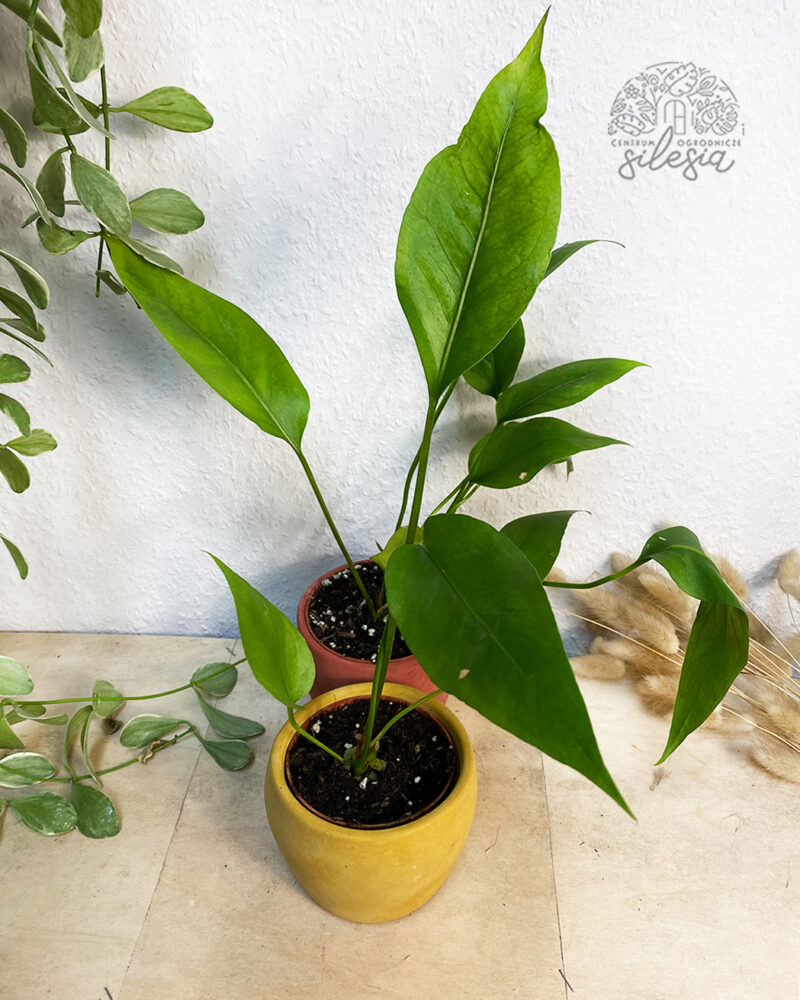 Anthurium Big Red Bird