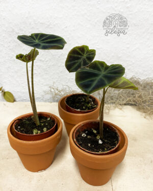 Colocasia esculenta Jenningsi