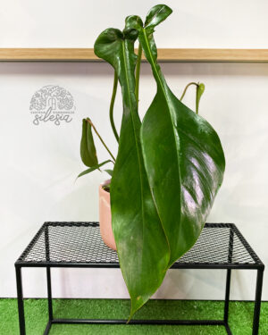 Philodendron Joepii