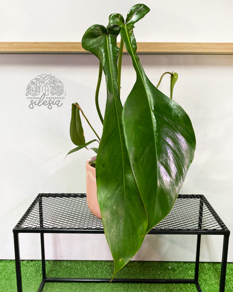 Philodendron Joepii