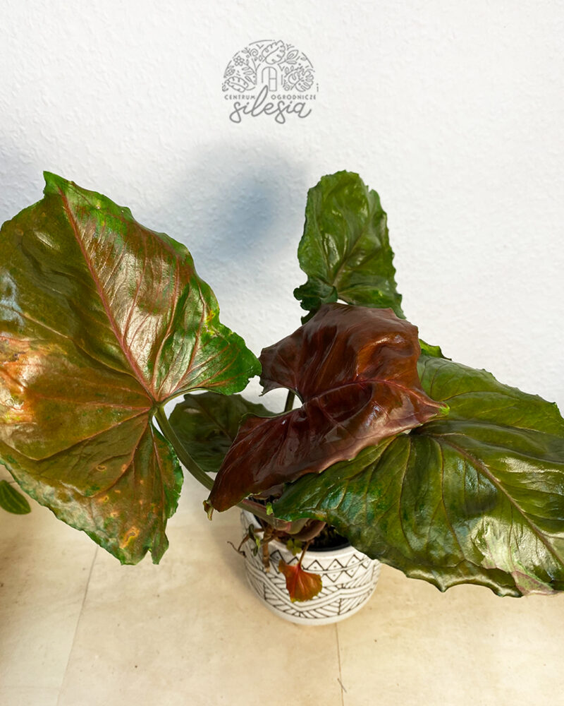 Syngonium ‘Strawberry Ice’