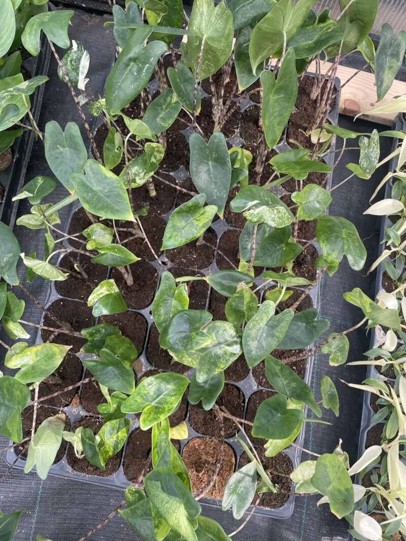 Alocasia Zebrina Variegata