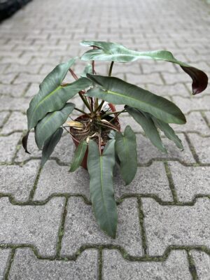 Philodendron Atabapoanse