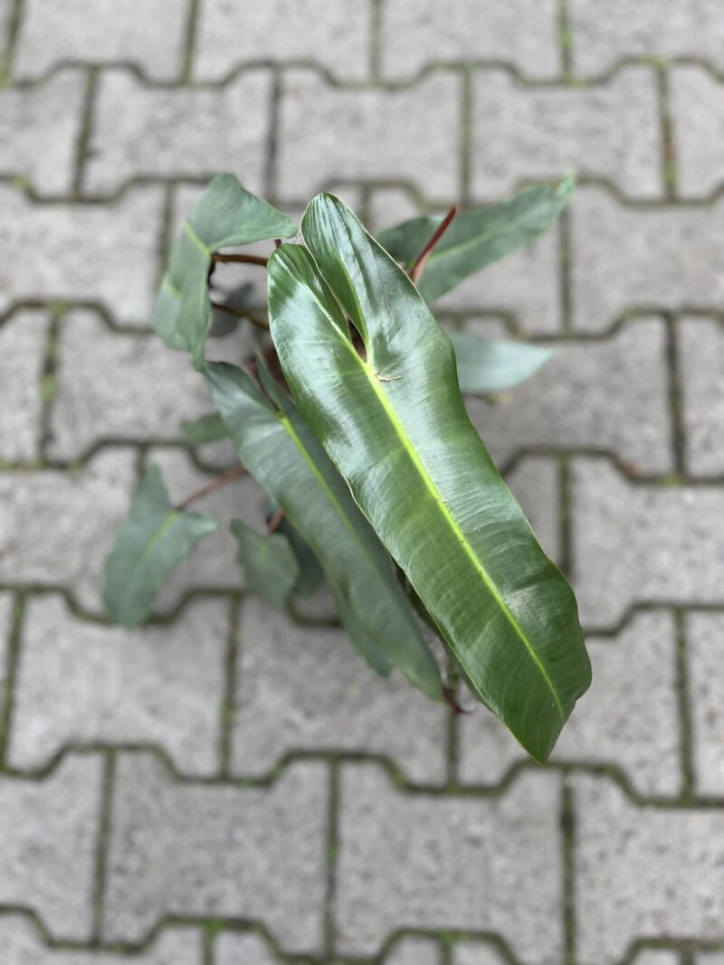 Philodendron Atabapoanse