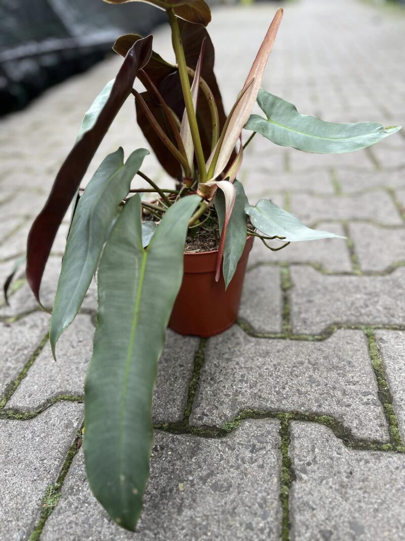 Philodendron Atabapoanse