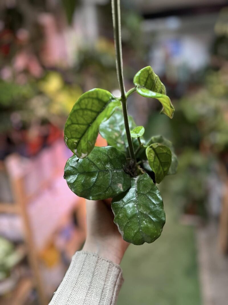 Hoya villosa