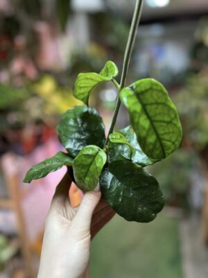 Hoya villosa