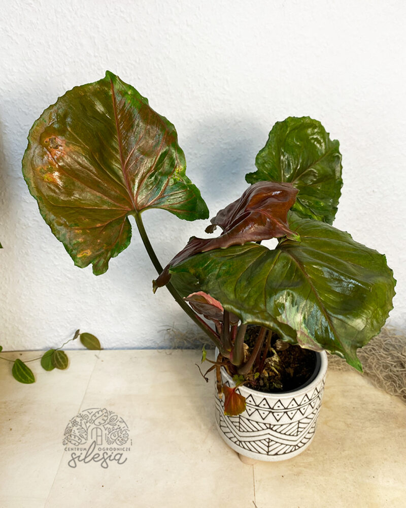 Syngonium ‘Strawberry Ice’