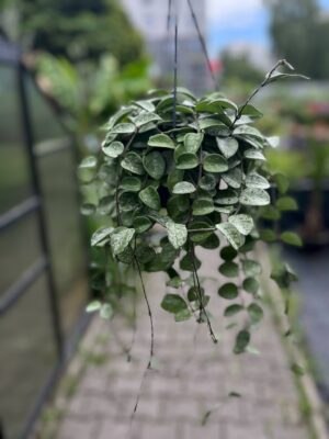 Hoya Mathilde Splash