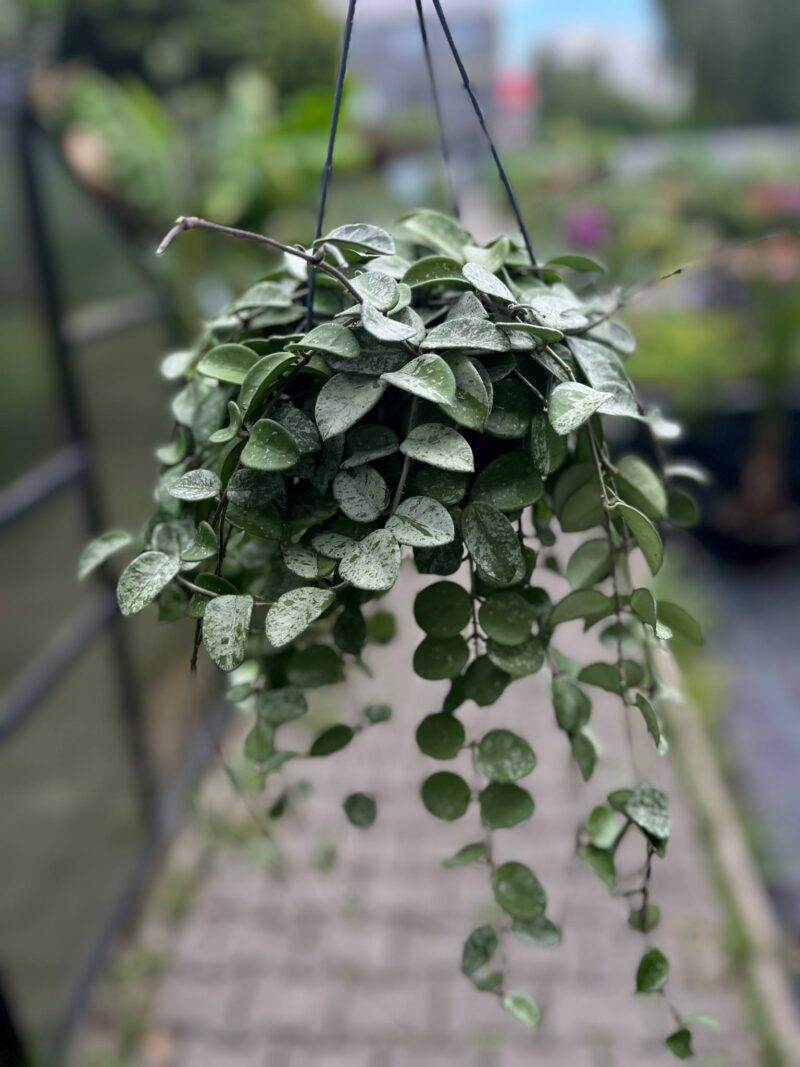 Hoya Mathilde Splash